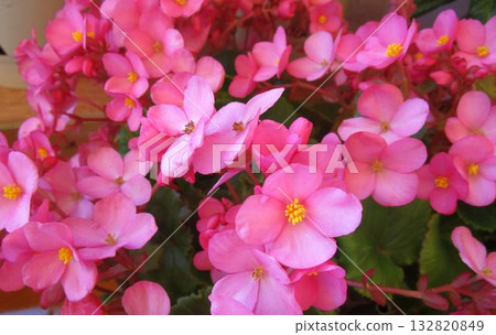 粉紅秋海棠花的特寫 132820849