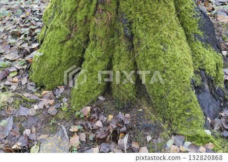 Tree trunk covered with bright green moss in the autumn forest. 132820868