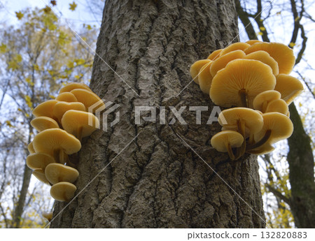 Mushrooms, growing on a tree trunk in the autumn forest. 132820883