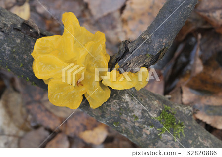 Mushrooms, growing on a tree trunk in the autumn forest. 132820886