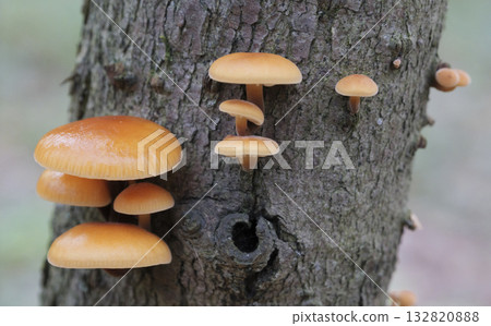 Mushrooms, growing on a tree trunk in the autumn forest. 132820888