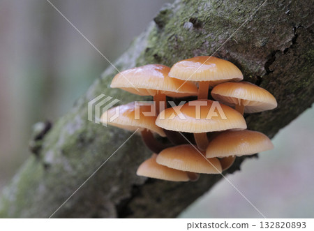 Mushrooms, growing on a tree trunk in the autumn forest. 132820893