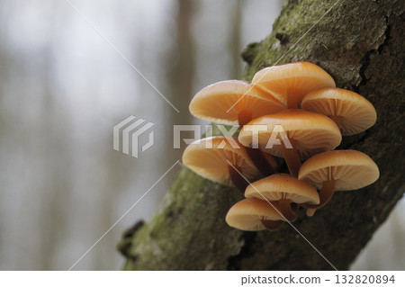 Mushrooms, growing on a tree trunk in the autumn forest. Mushrooms, growing on a tree trunk in the autumn forest. 132820894