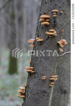 Mushrooms, growing on a tree trunk in the autumn forest. 132820896