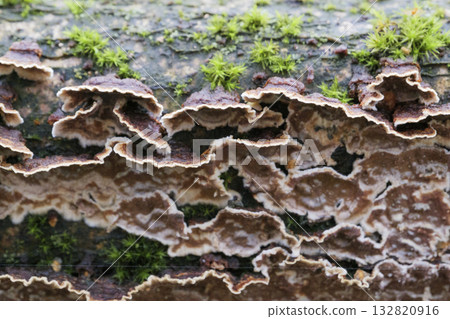Group of mushrooms growing on a tree trunk in the autumn forest. Group of mushrooms growing on a tree trunk in the autumn forest. 132820916
