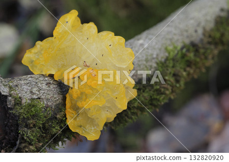 Mushrooms, growing on a tree trunk in the autumn forest. 132820920