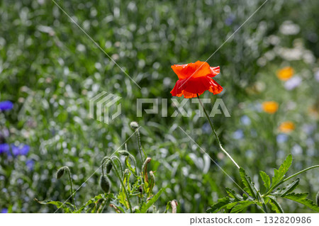 Scarlet Bloom Amidst Greenery: A vibrant red poppy flower stands in stark contrast against a backdrop of verdant foliage and wildflowers, showcasing the serene beauty of the natural world. Scarlet Bloom Amidst Greenery: A vibrant red poppy flower stands in stark contrast against a backdrop of verdant foliage and wildflowers, showcasing the serene beauty of the natural world. 132820986