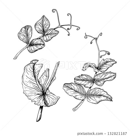 A set of sweet pea leaves and branches. Black and white hand drawn botanical style vector illustration. Painted by black inks. Sketch with fine lines isolated on white. Perfect for cards clip art. A set of sweet pea leaves and branches. Black and white hand drawn botanical style vector illustration. Painted by black inks. Sketch with fine lines isolated on white. Perfect for cards clip art. 132821187