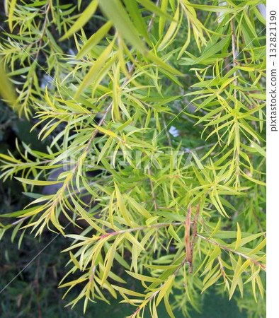 茶樹（白千層）嬌嫩葉片的特寫 132821190