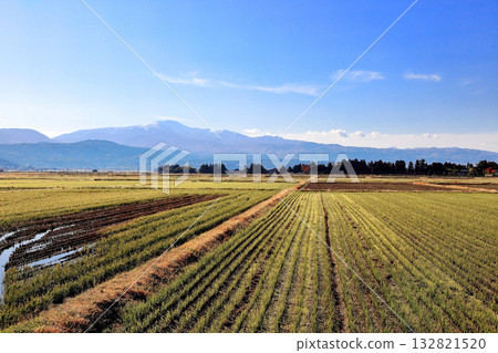 Rice field scenery in Shimotsuki, Shonai Plain 132821520