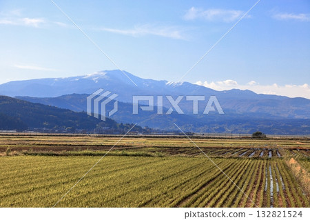 Rice field scenery in Shimotsuki, Shonai Plain 132821524