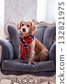 Adorable dog in red plaid scarf sits on a vintage armchair. The image conveys warmth elegance and the cozy spirit of the Christmas season. 132821975