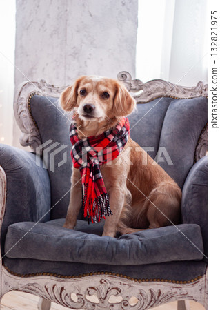Adorable dog in red plaid scarf sits on a vintage armchair. The image conveys warmth elegance and the cozy spirit of the Christmas season. Adorable dog in red plaid scarf sits on a vintage armchair. The image conveys warmth elegance and the cozy spirit of the Christmas season. 132821975