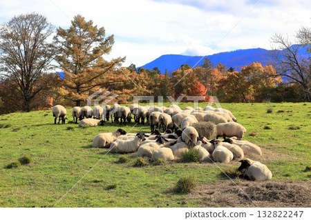 秋日的加山高原牧場 132822247