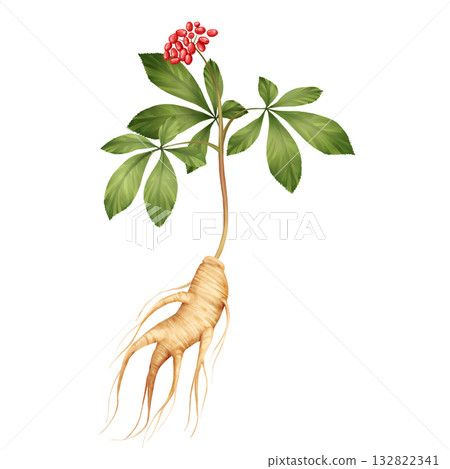 Hand-Drawn Ginseng Plant Illustration 132822341