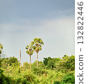 Couple Asian Palmyra palm, Toddy palm, Sugar palm in Wilderness. 132822446