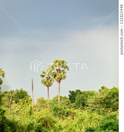 Couple Asian Palmyra palm, Toddy palm, Sugar palm in Wilderness. Couple Asian Palmyra palm, Toddy palm, Sugar palm in Wilderness. 132822446