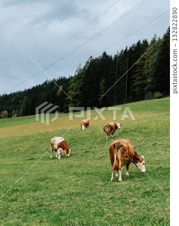 Healthy cows are grazing on green pasture in Alps with cloudy sky and forest in background, enjoying peaceful day in nature. Alpine pasture featuring dairy cattle grazing contentedly, green meadow 132822890