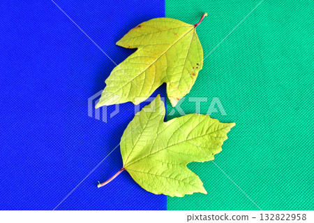 Leaves of the maple-leaved viburnum Leaves of the maple-leaved viburnum 132822958
