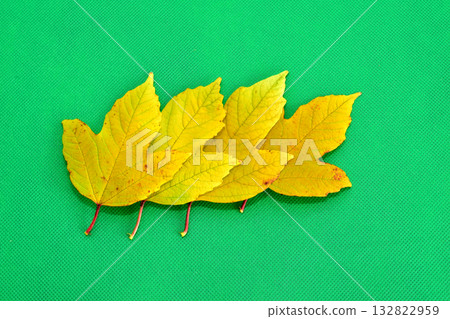 Leaves of the maple-leaved viburnum Leaves of the maple-leaved viburnum 132822959