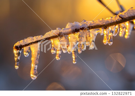 Winter Nature Macro Featuring Frosted Branch and Icicles Illuminated by Golden Sunlight 132822971