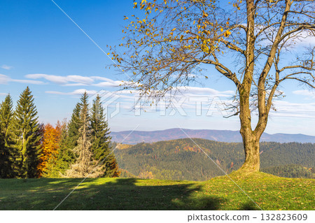 Scenic mountain view with trees and a clear sky Forest landscape on a sunny day A peaceful natural scene Woodland with grassland Moravia region of Czech Republic, Europe. 132823609