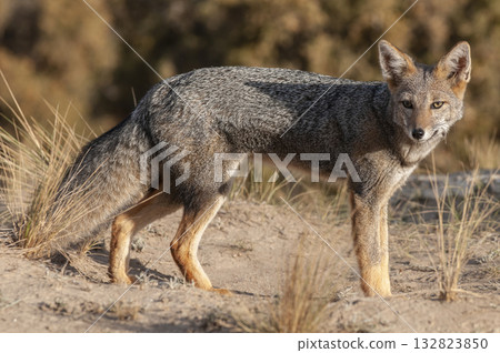 Pampas Grey fox in Pampas grass environment, La Pampa province, Patagonia, Argentina. Pampas Grey fox in Pampas grass environment, La Pampa province, Patagonia, Argentina. 132823850