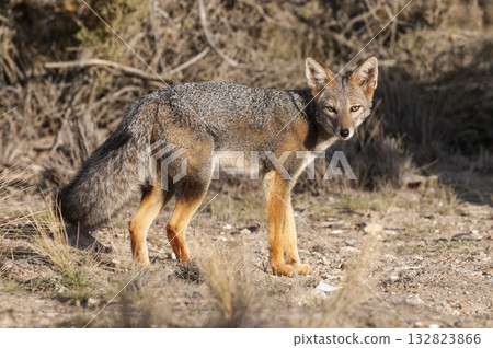 Pampas Grey fox in Pampas grass environment, La Pampa province, Patagonia, Argentina. 132823866