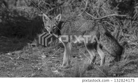 Pampas Grey fox in Pampas grass environment, La Pampa province, Patagonia, Argentina. 132824175