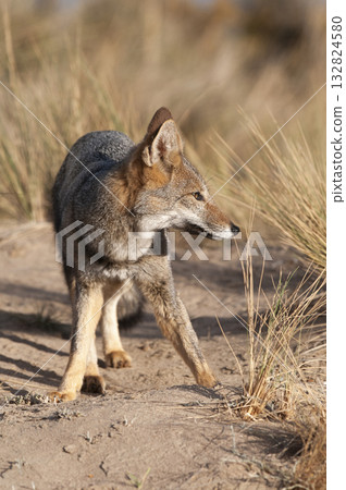 Pampas Grey fox in Pampas grass environment, La Pampa province, Patagonia, Argentina. Pampas Grey fox in Pampas grass environment, La Pampa province, Patagonia, Argentina. 132824580