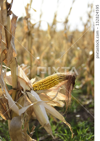 Corn cob growing on plant ready to harvest, Argentine Countryside, Buenos Aires Province, Argentina 132824595