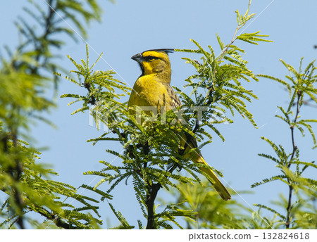 Yellow Cardinal, Gubernatrix cristata, Endangered species in La Pampa, Argentina Yellow Cardinal, Gubernatrix cristata, Endangered species in La Pampa, Argentina 132824618