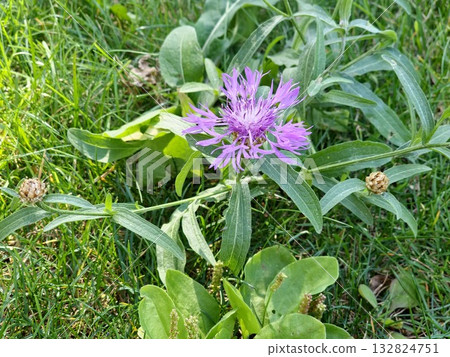 Centaurea jacea blooms in the meadow among wild grasses Centaurea jacea blooms in the meadow among wild grasses 132824751
