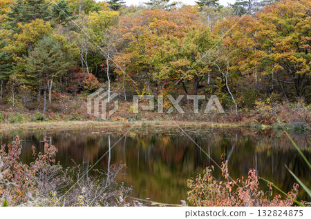 Autumn leaves at Ichinouma in Shiga Kogen 132824875