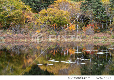 志賀高原一之馬的秋葉 132824877