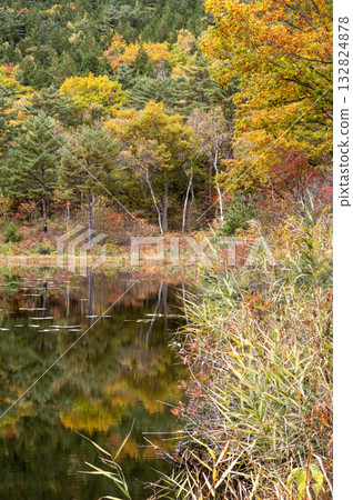 Autumn leaves at Ichinouma in Shiga Kogen 132824878