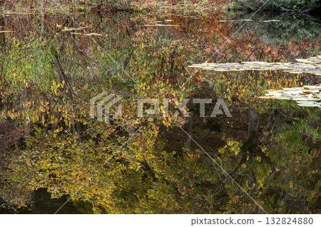 Reflection of autumn leaves at Ichinuma in Shiga Kogen 132824880
