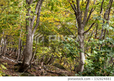 Shiga Kogen forest in early autumn 132824881