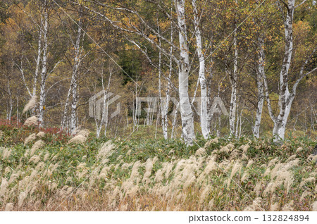Autumn in Shiga Kogen and Tanohata Marsh, colored by white birch and silver grass Autumn in Shiga Kogen and Tanohata Marsh, colored by white birch and silver grass 132824894