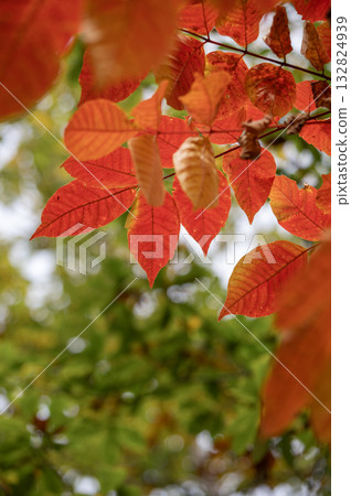 秋日森林被紅葉染成一片絢麗的色彩 秋日森林被紅葉染成一片絢麗的色彩 132824939