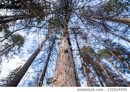 Spruce forest after bark beetle invasion, dried out dead pine tree trunks, environmental catastrophe 132824956