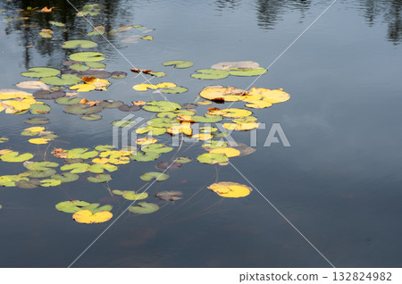 Floating lotus leaves in the lotus pond at Shiga Kogen 132824982