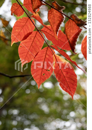 Red leaves coloring the autumn forest Red leaves coloring the autumn forest 132824988