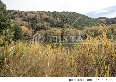 Autumn yellow leaves forest at Kido Pond in Shiga Kogen Autumn yellow leaves forest at Kido Pond in Shiga Kogen 132825000