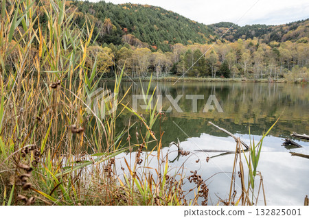 Autumn yellow leaves forest at Kido Pond in Shiga Kogen Autumn yellow leaves forest at Kido Pond in Shiga Kogen 132825001
