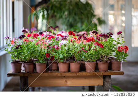 Colorful geranium flowers in pots for sale on display table at cozy gardening shop, plants for home. 132825020