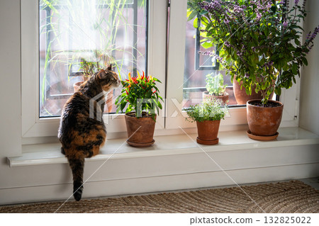Curious domestic cat sitting on balcony windowsill with potted aromatic home grown herbs and spices. Curious domestic cat sitting on balcony windowsill with potted aromatic home grown herbs and spices. 132825022