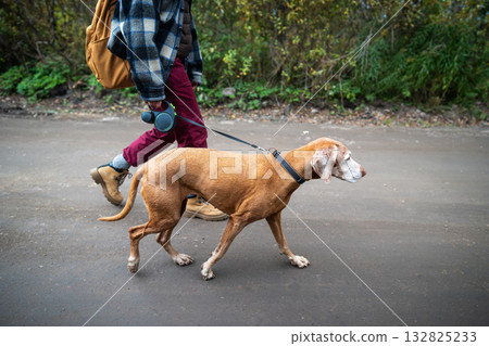Vizsla dog walking on leash next to owner through park road outdoors surrounded by autumn forest Vizsla dog walking on leash next to owner through park road outdoors surrounded by autumn forest 132825233