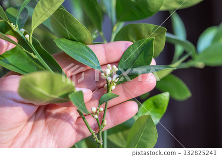Arm touching ready to bloom citrus calamondin tree with buds and fragrant flowers closeup Arm touching ready to bloom citrus calamondin tree with buds and fragrant flowers closeup 132825241