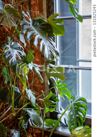 Monstera plant in living room over red bricks wall at home. Philodendron variety. Trendy houseplant 132825243